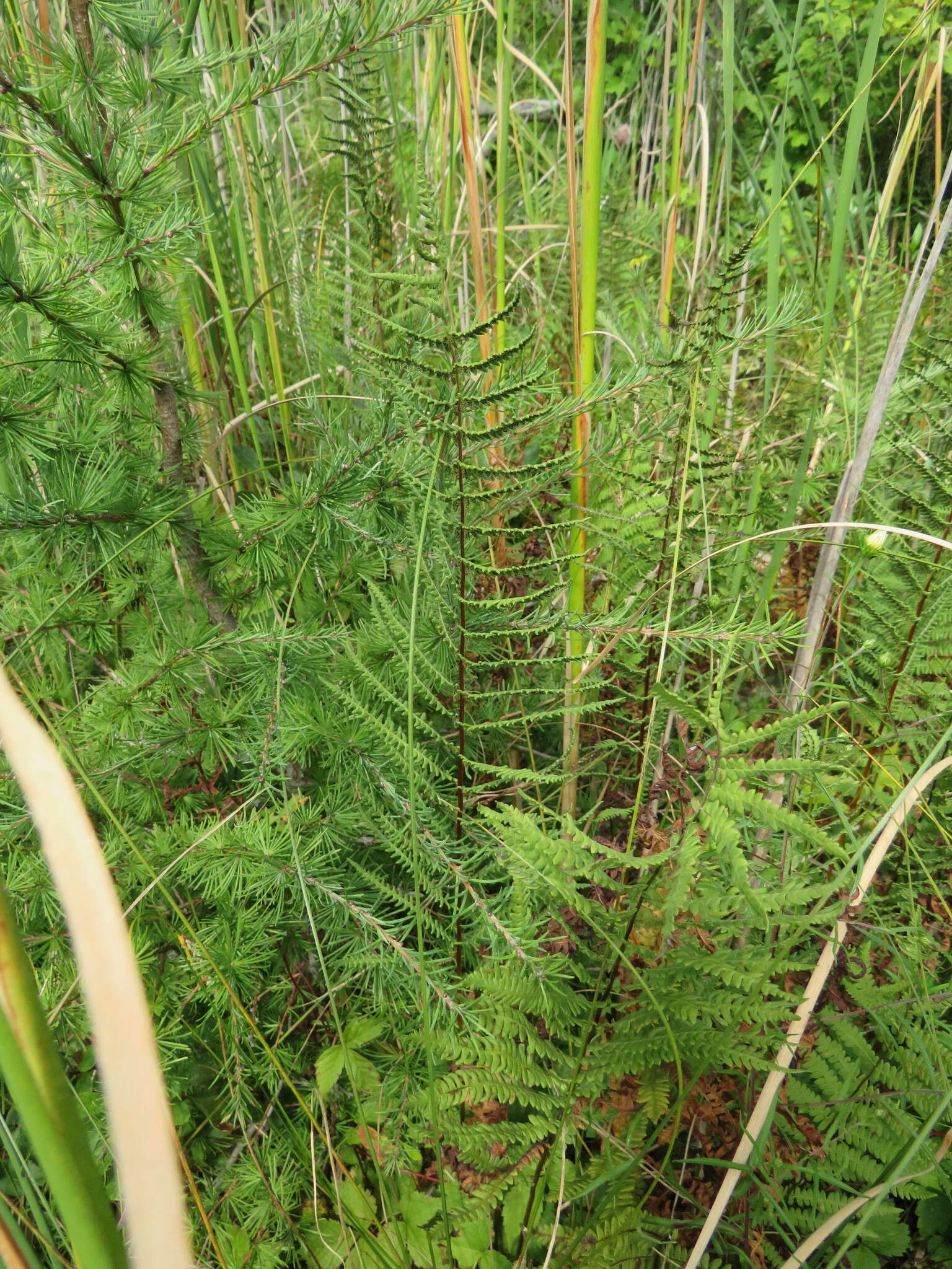 Image of eastern marsh fern