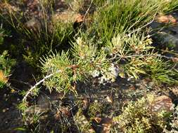 Image of Searsia rosmarinifolia (Vahl) F. A. Barkley