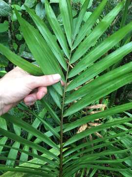 Laccospadix australasicus H. Wendl. & Drude resmi