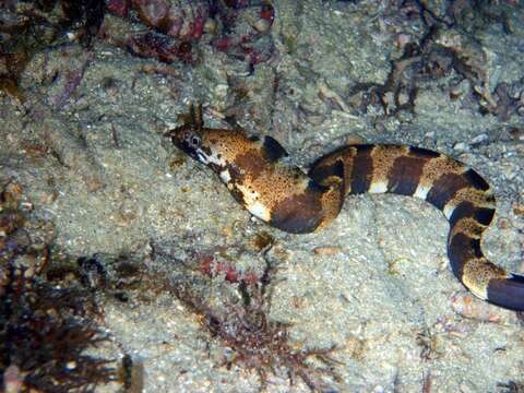 Image de Gymnothorax chlamydatus Snyder 1908