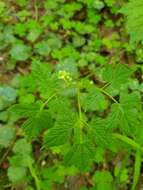 Image of Baneberry