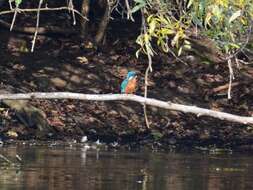 Image of Alcedo Linnaeus 1758