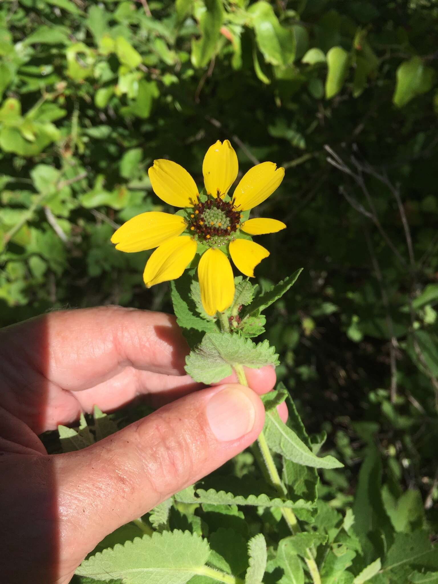 Image of Texas greeneyes