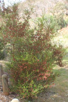 Image of wedge-leaf hopbush