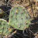 Sivun Opuntia tehuacana S. Arias & U. Guzmán kuva