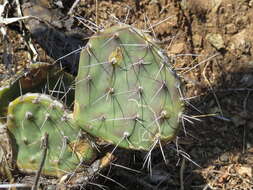 Sivun Opuntia tehuacana S. Arias & U. Guzmán kuva