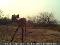 Image of Bushbuck