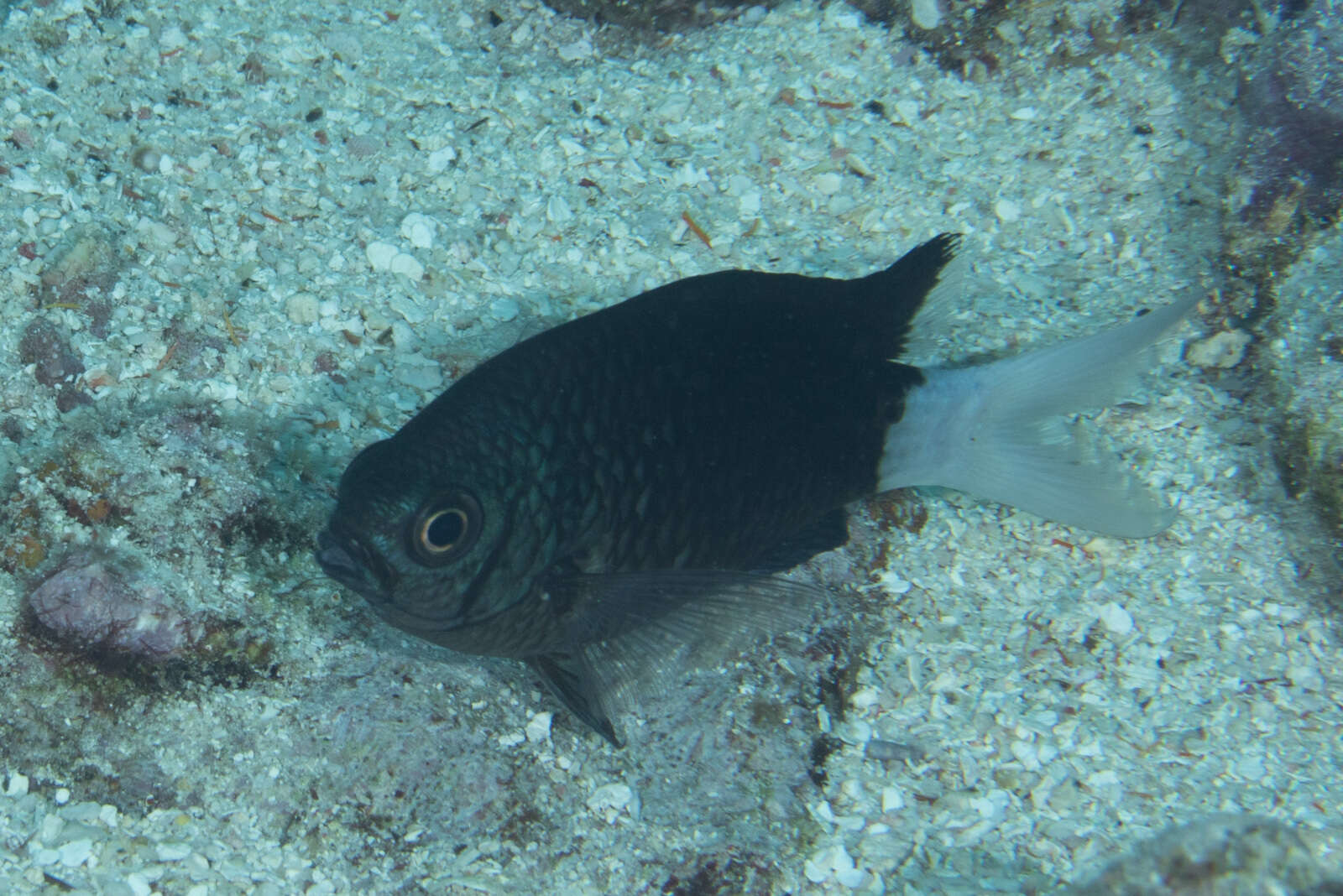 Image of Pale-tail chromis