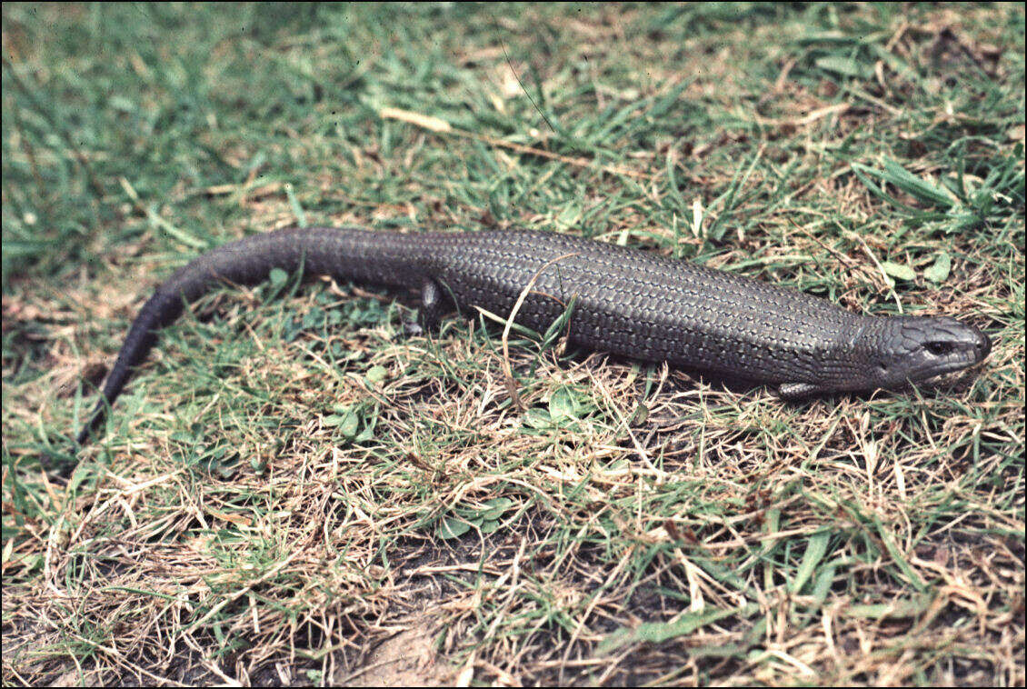 Image of She-oak Skink