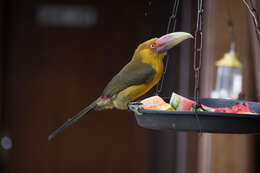 Image of Saffron Toucanet