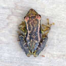 Image of Manaus Snouted Treefrog
