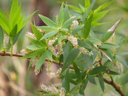 Sivun Leucopogon verticillatus R. Br. kuva