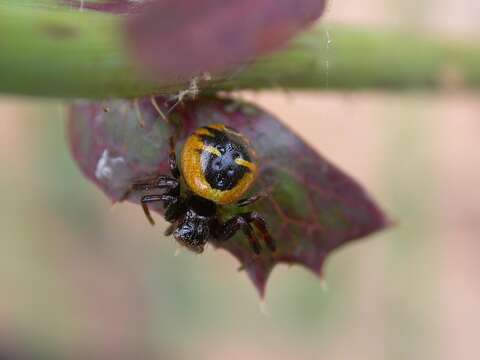 صورة Synema globosum (Fabricius 1775)