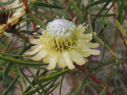 Plancia ëd Protea scolymocephala (L.) Reich.