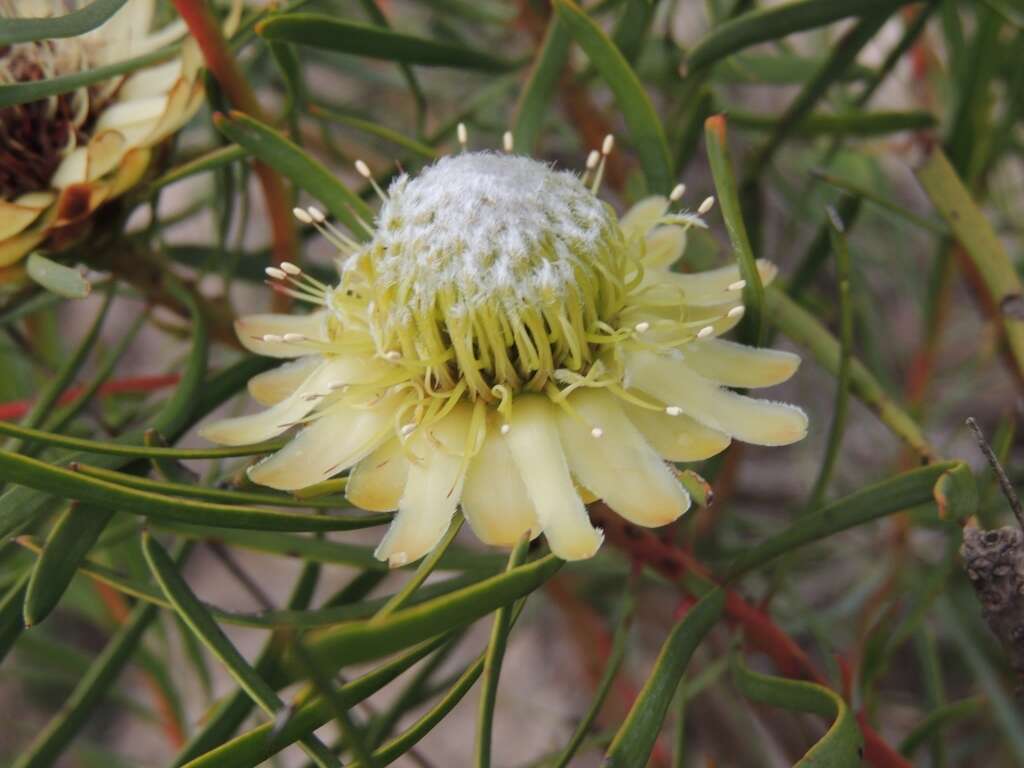 Plancia ëd Protea scolymocephala (L.) Reich.