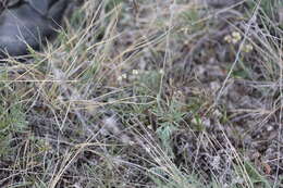 Image of Yukon whitlowgrass