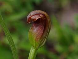 Image of Pterostylis nigricans D. L. Jones & M. A. Clem.