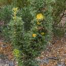 Image of Banksia falcata (R. Br.) A. R. Mast & K. R. Thiele