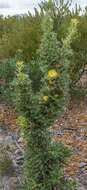 Image of Banksia falcata (R. Br.) A. R. Mast & K. R. Thiele