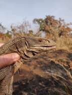 Image of Savannah Monitor