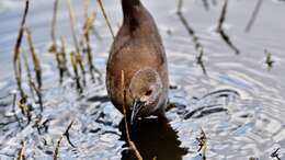 Image of Spotless Crake