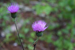 Image de Cirsium carolinianum (Walt.) Fern. & Schubert