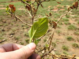 Image of Vangueria infausta Burch.