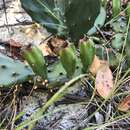 Image of <i>Opuntia mesacantha</i> subsp. <i>lata</i>