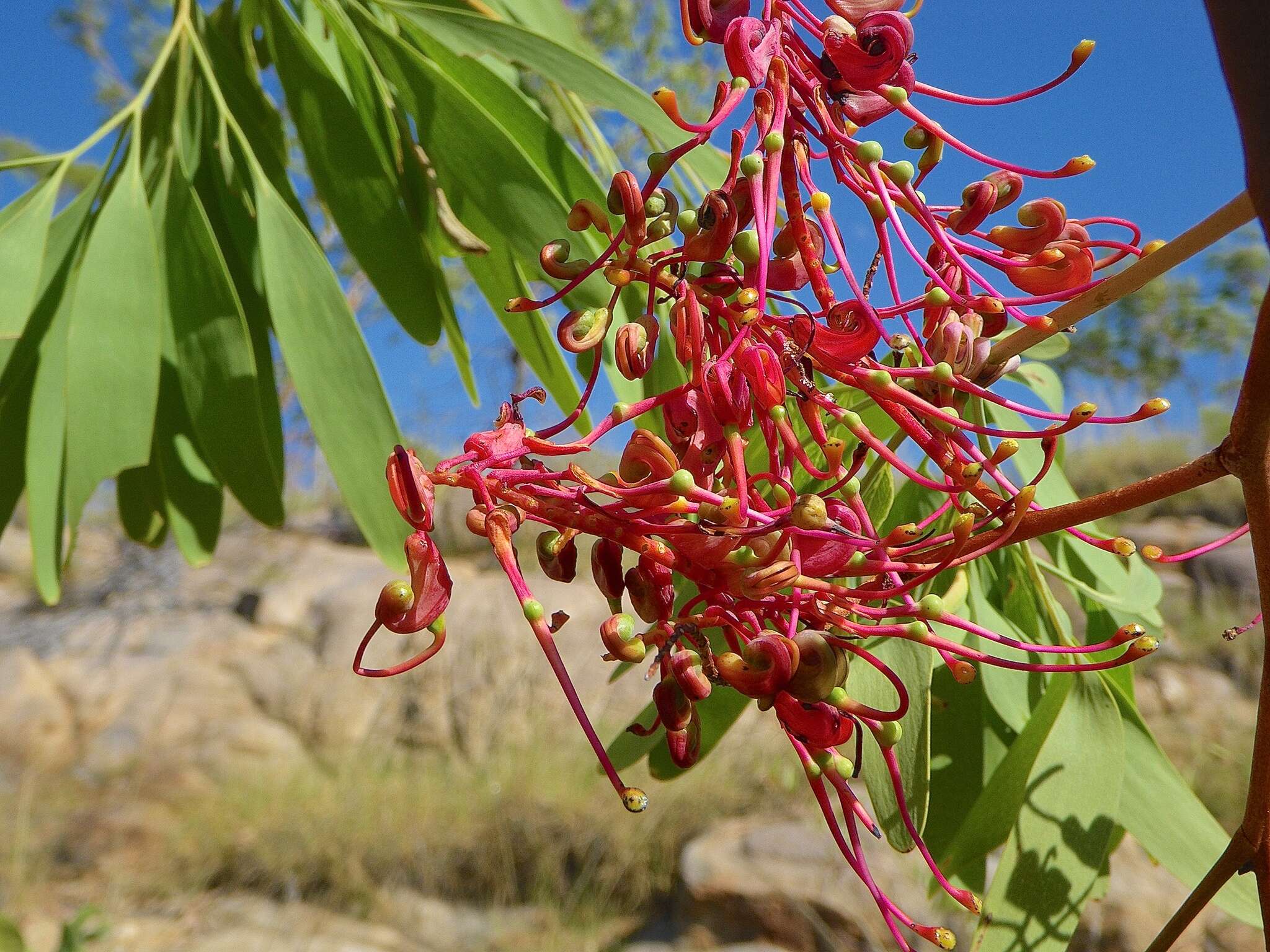 Image of Grevillea heliosperma R. Br.