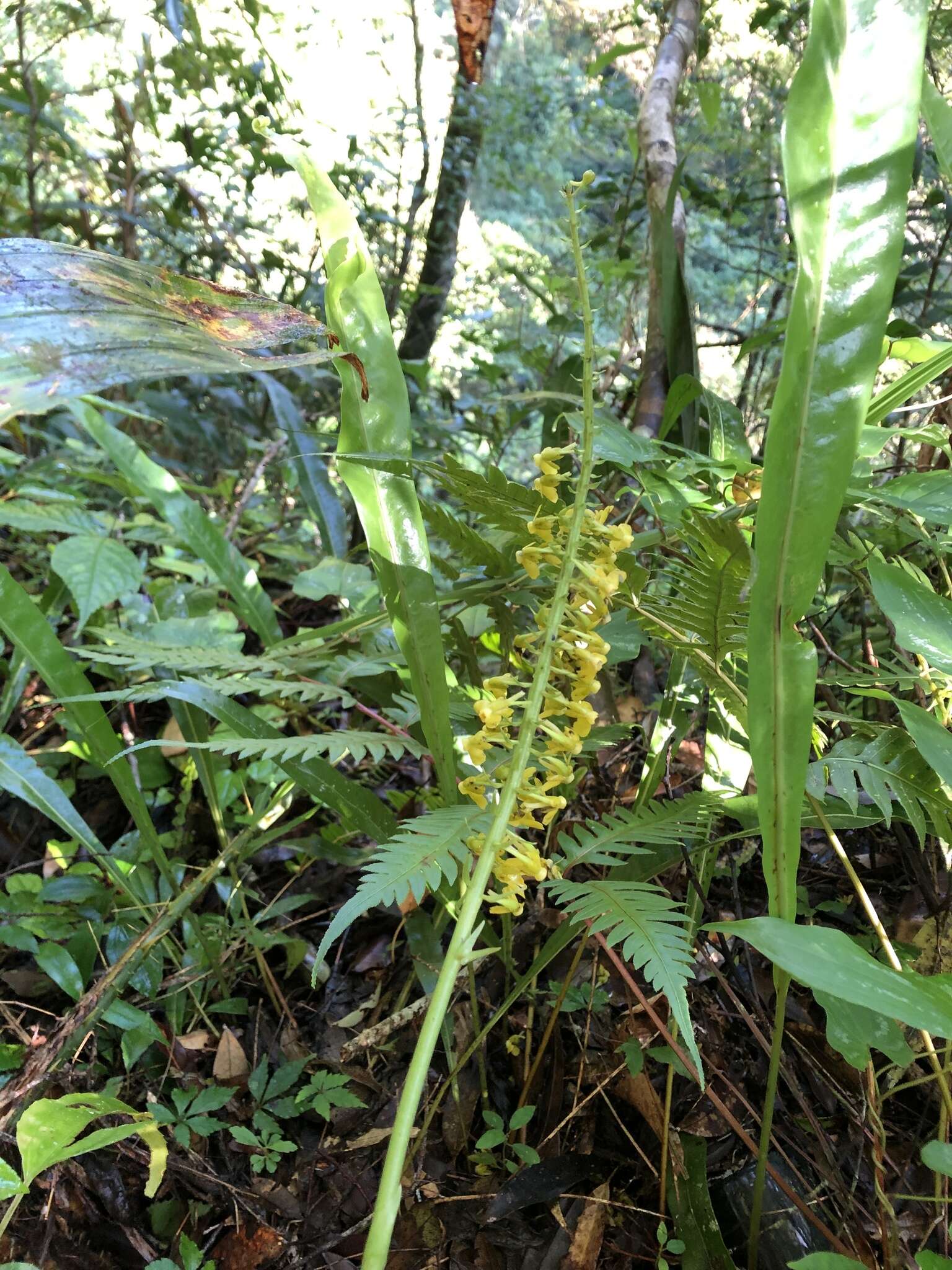 Image of Calanthe davidii Franch.