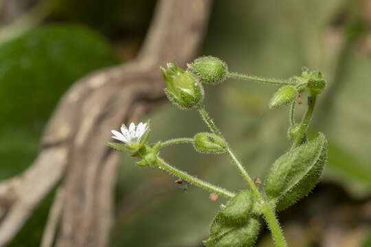 Image of Stellaria cupaniana (Jordan & Fourr.) Beguinot