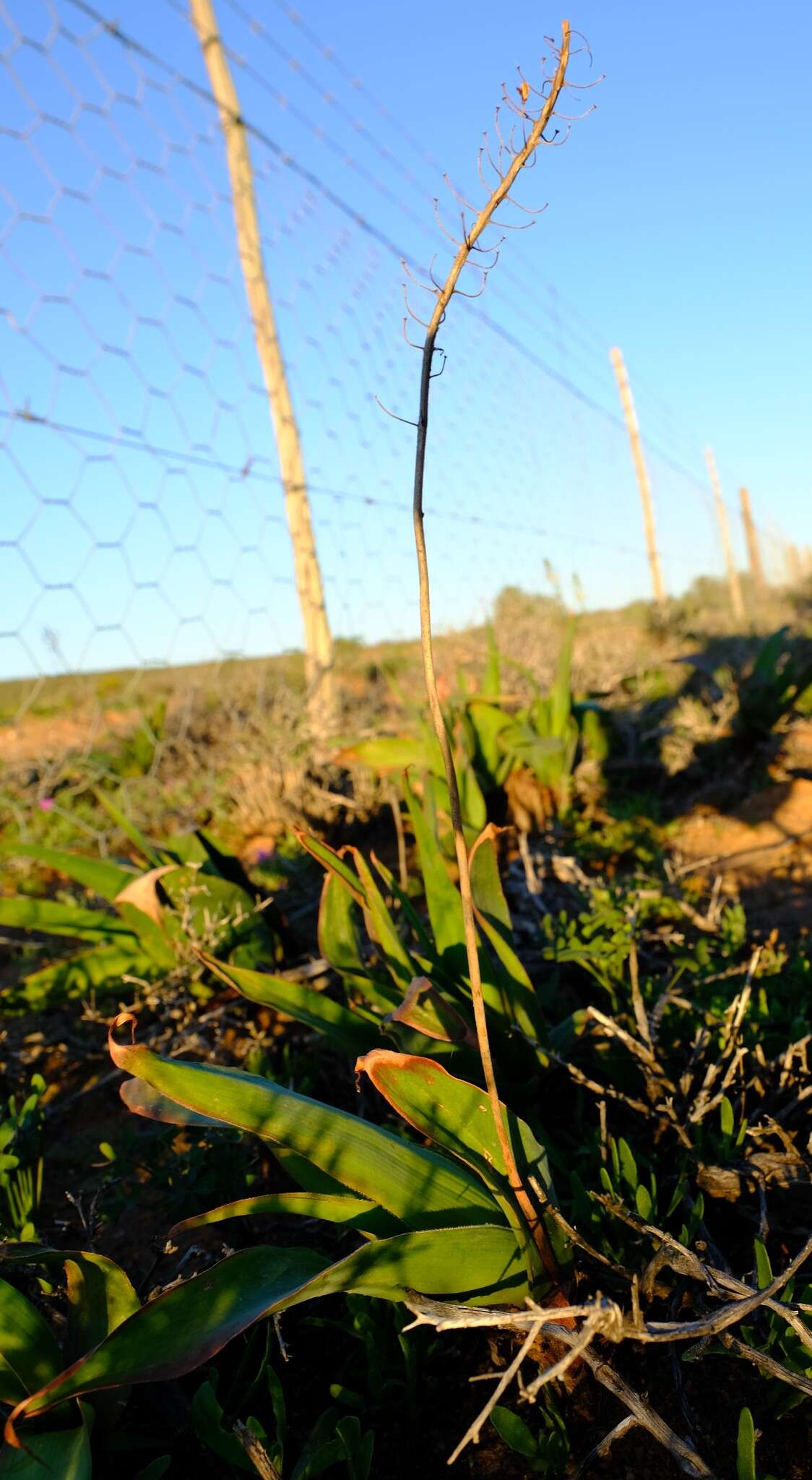 Image of Bulbine alooides (L.) Willd.