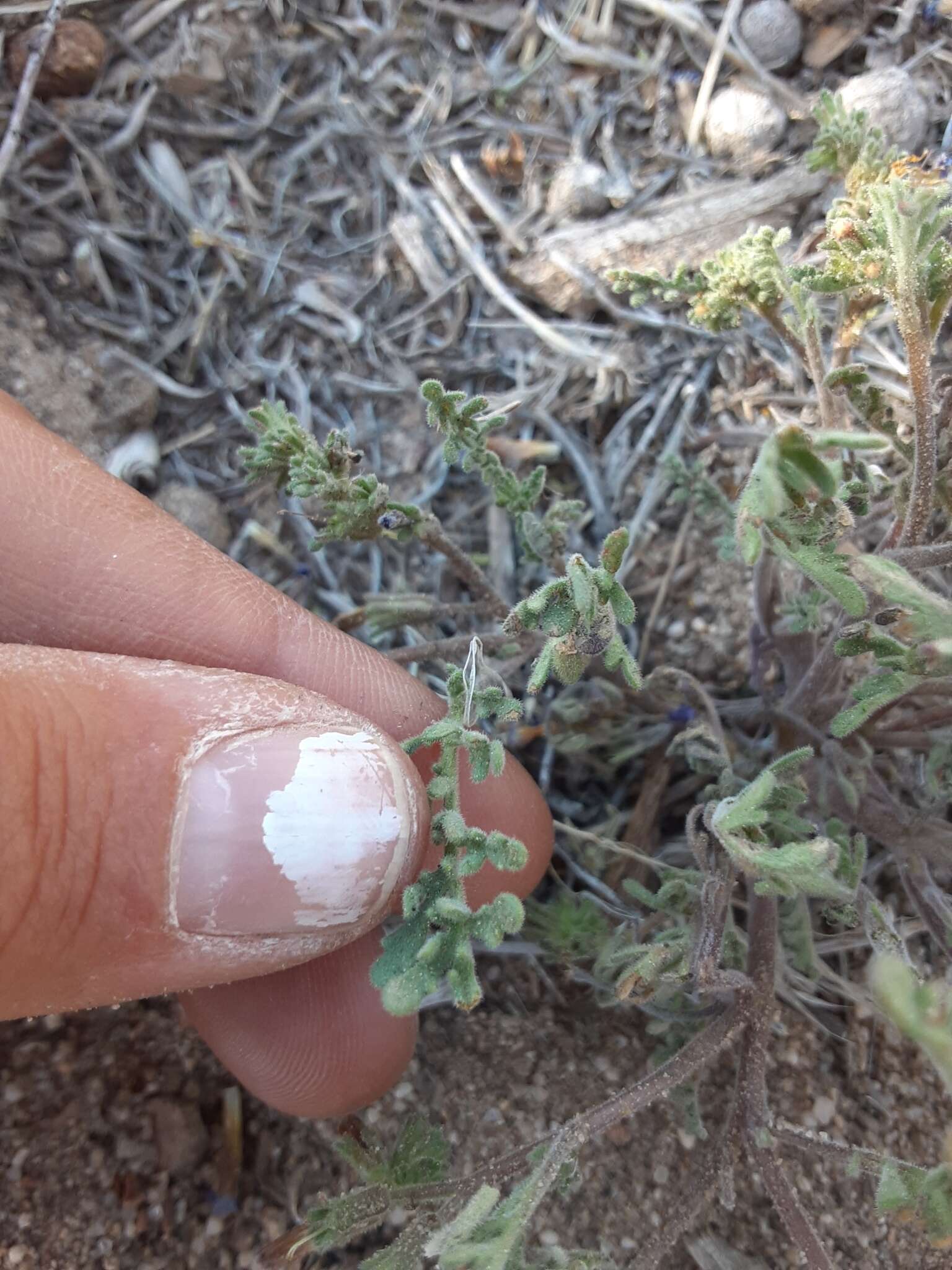 Image of twocolor phacelia