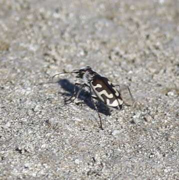 Image of Short-legged Tiger Beetle