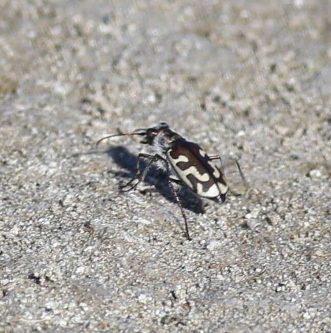 Image of Short-legged Tiger Beetle