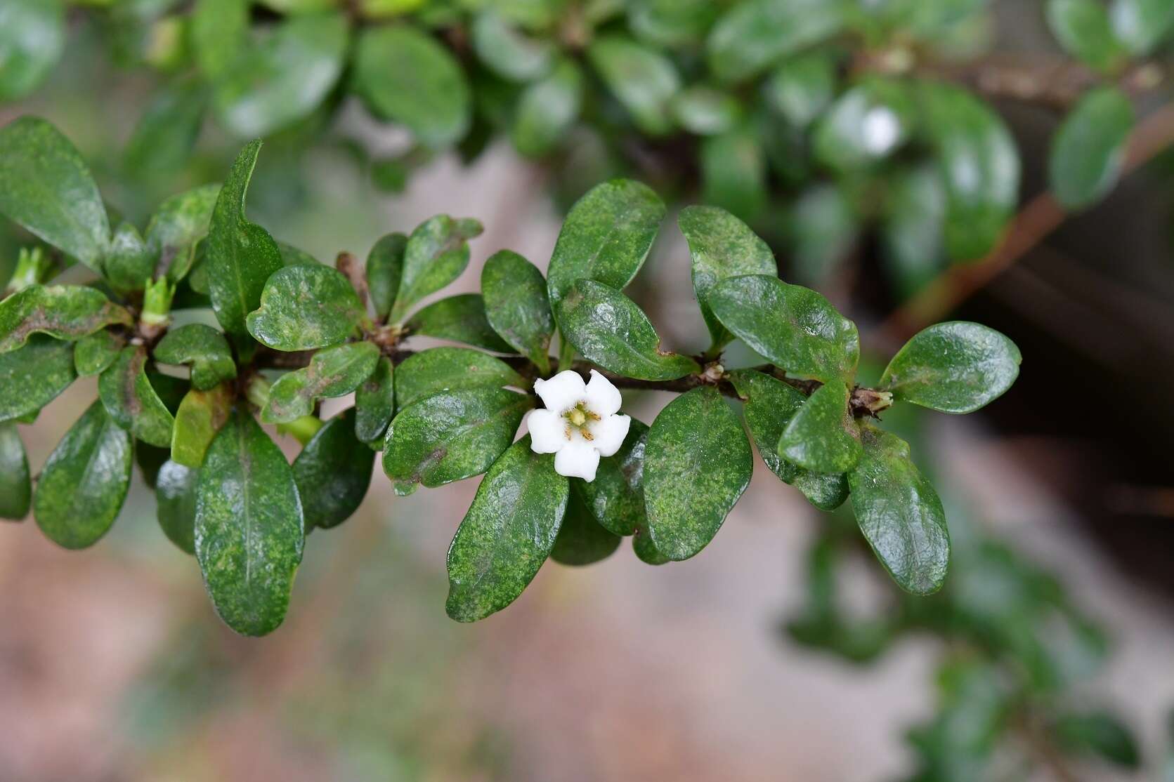 Image of Randia chiapensis Standl.