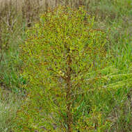 Image of smallhead sneezeweed