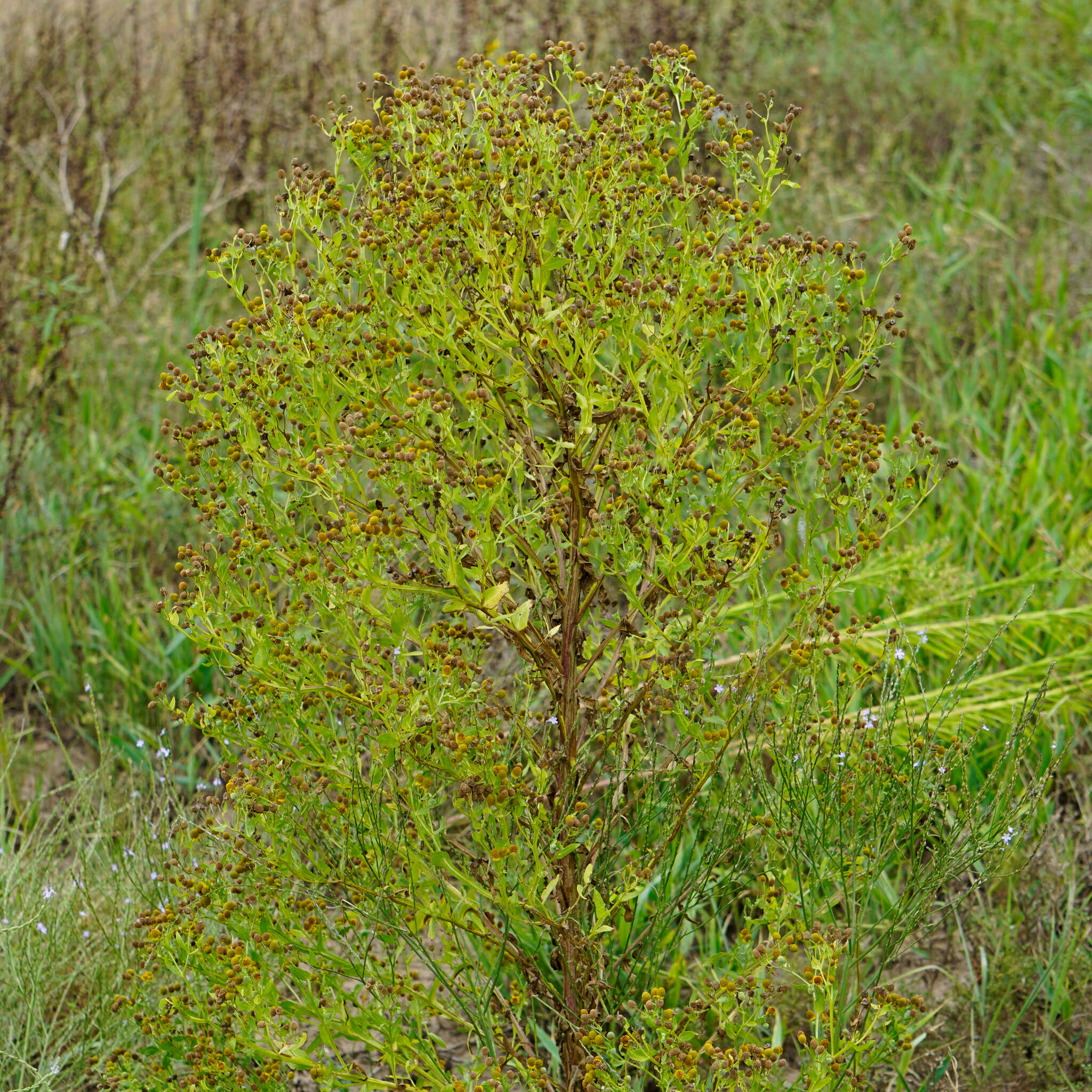 Image of smallhead sneezeweed