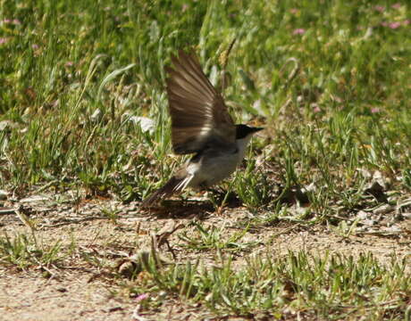 Plancia ëd Ficedula hypoleuca hypoleuca (Pallas 1764)