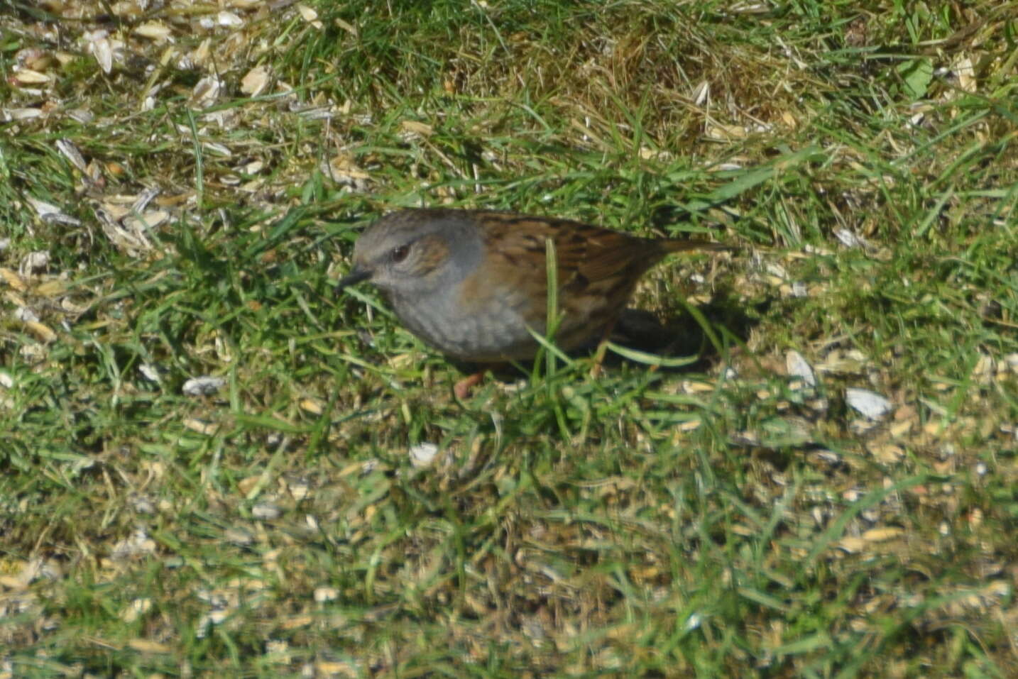 Image of Dunnock