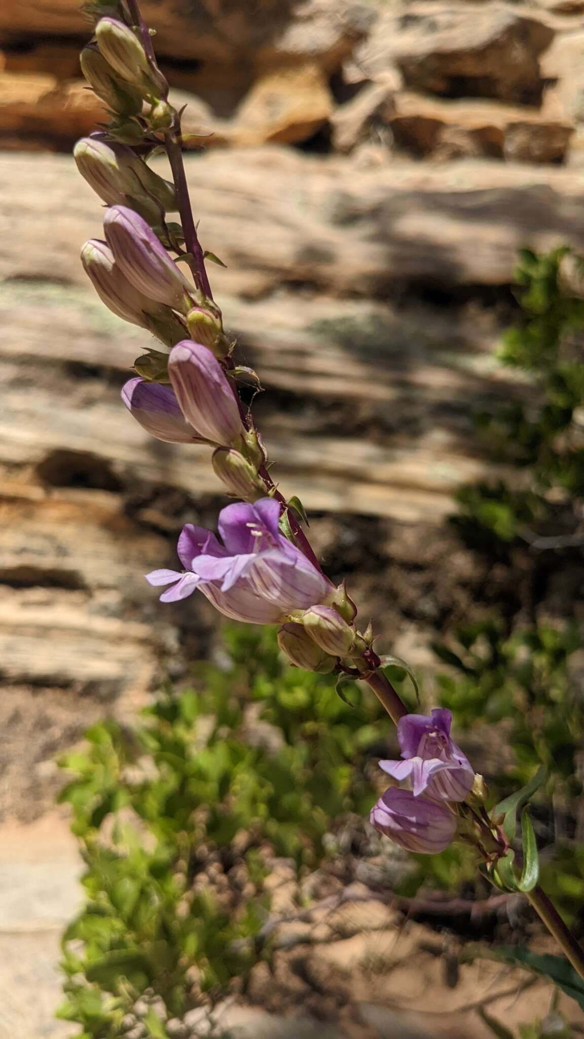 Image of southwestern beardtongue