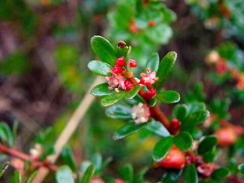 Image of Micrantheum demissum F. Muell.