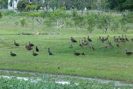 Image of magpie-goose