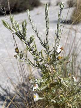 Image of Diplostephium meyenii (Sch. Bip.) Wedd.