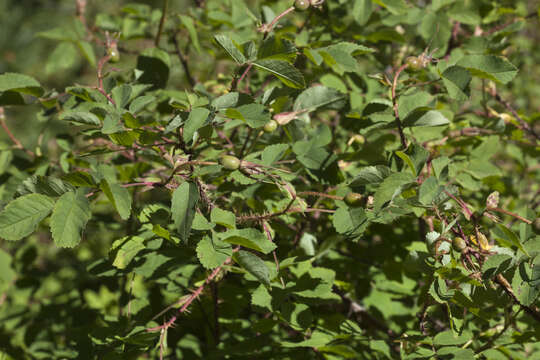 Image of Rosa oxyacantha M. Bieb.