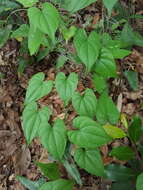 Image of Florida yam