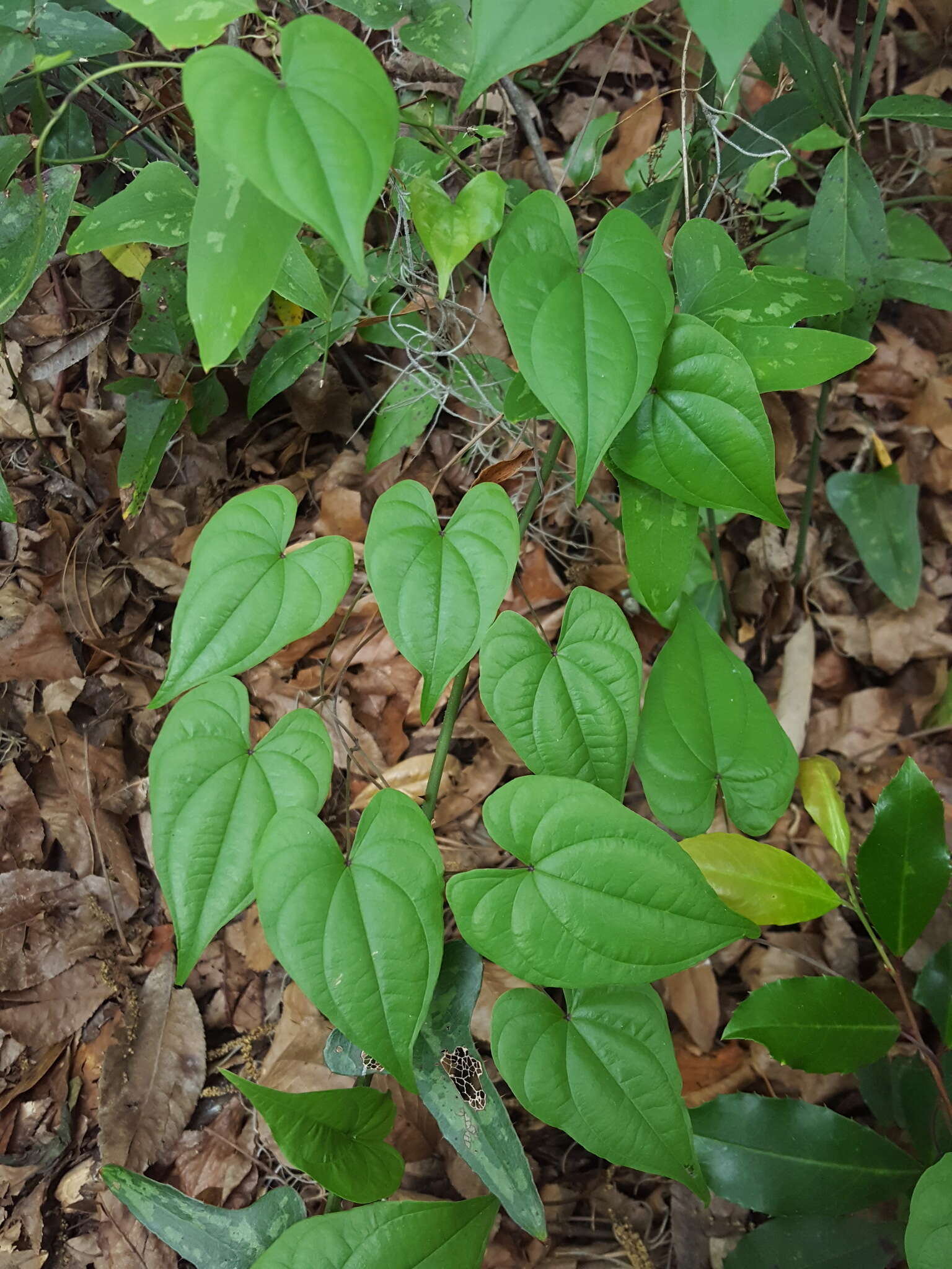 Dioscorea floridana Bartlett的圖片