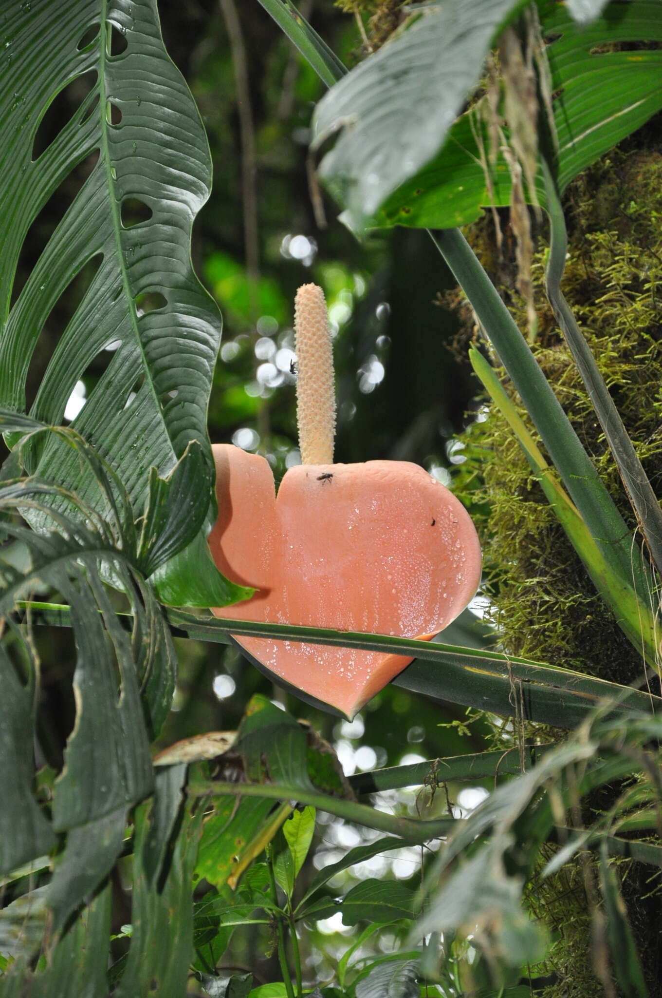 Image of Monstera oreophila Madison