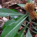 Image of Pittosporum echinatum Brongn. & Gris