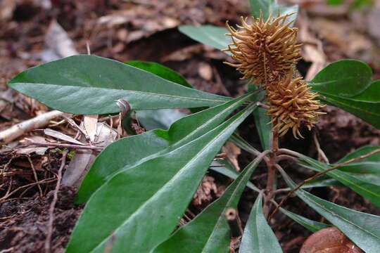 Pittosporum echinatum Brongn. & Gris resmi